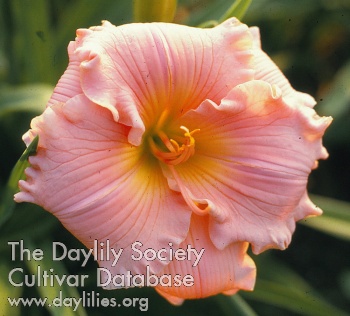 Evening Seashell AHS image