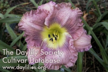 Everyday Miracles AHS image