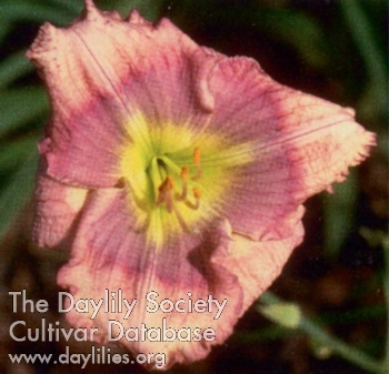 Exotic Gypsy AHS image