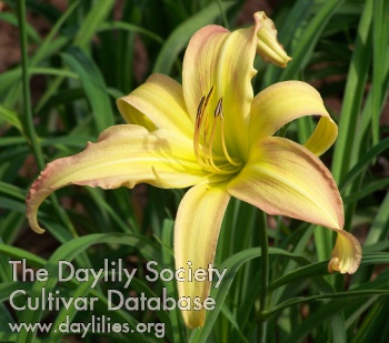 Exotic Star AHS image