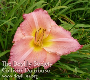 Farmer's Daughter AHS image