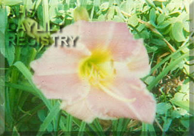 Fencylvania Julian Dakota AHS image