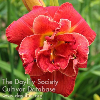 Fiery Dragon AHS image