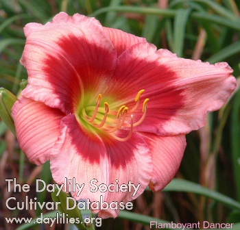 Flamboyant Dancer AHS image