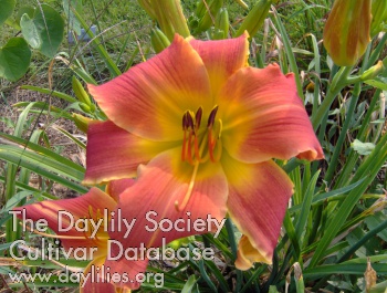Flamboyant Promise AHS image