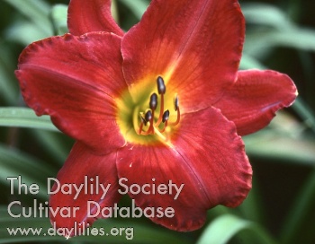 Flaming Desire AHS image