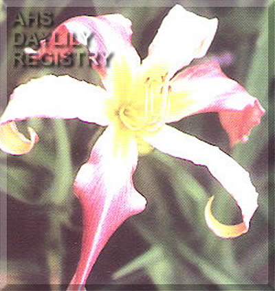 Flamingo Windmill AHS image