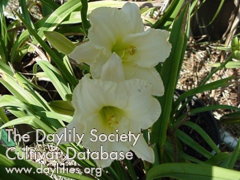 Flora Ann Dotson AHS image
