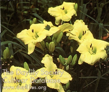 Flowers Everywhere AHS image