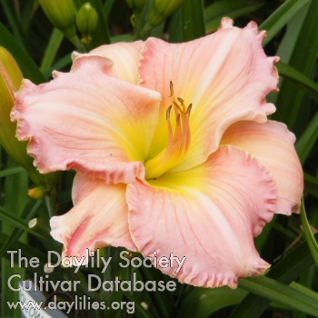 Follow Your Dreams AHS image