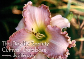 Forsyth Pink Fantasy AHS image