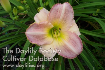 Fragrant Bounty AHS image