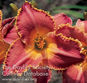 Fringed Catawba AHS image