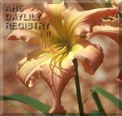Frozen Margarita AHS image