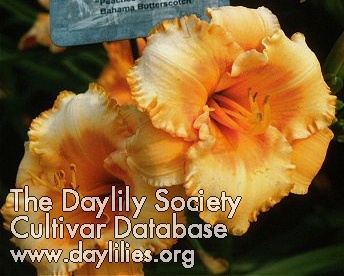 G. Willikers AHS image