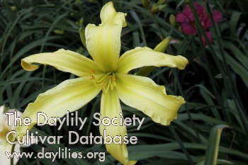 Gadsden Greensleeves AHS image