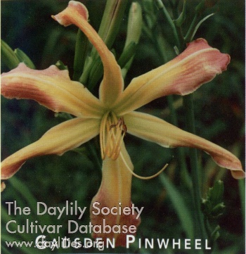 Gadsden Pinwheel AHS image