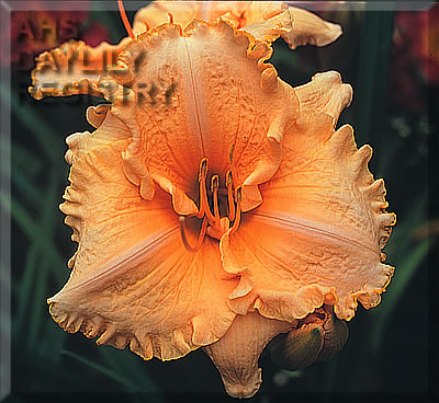 Gail Fox AHS image