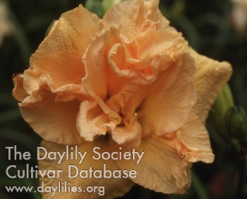 Garden Coquette AHS image