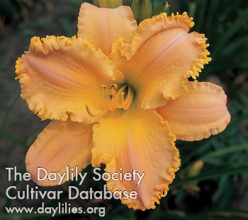 Garden Symphony AHS image
