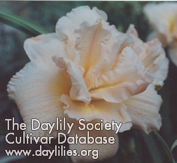 Gardenia Dream AHS image