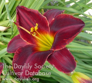 Genesee Red Velvet