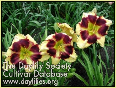 Georgia Pansy Face AHS image