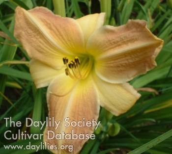 Georgiana Darcy AHS image