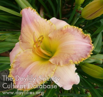Gilded Pink Fantasy