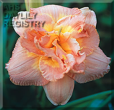 Gladys Campbell AHS image
