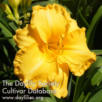 Golden Dimples AHS image