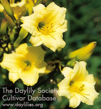 Golden Sprouts AHS image