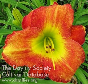 Goldmist Red AHS image