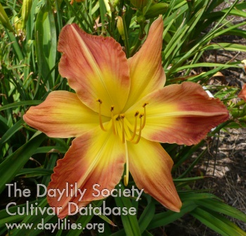 Golly Dolly AHS image