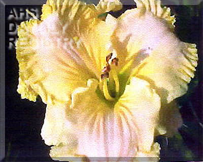 Good Morning Carolinas AHS image