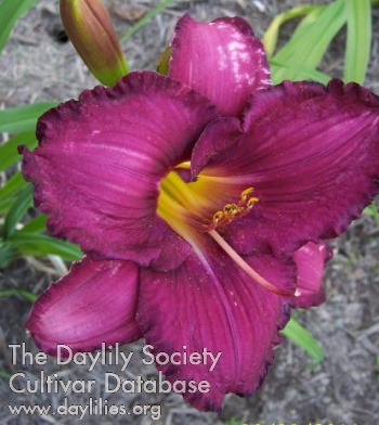 Grape Indignation AHS image