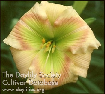 Green Eyed Triangle AHS image