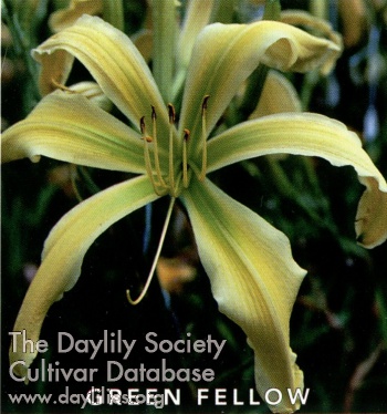 Green Fellow AHS image