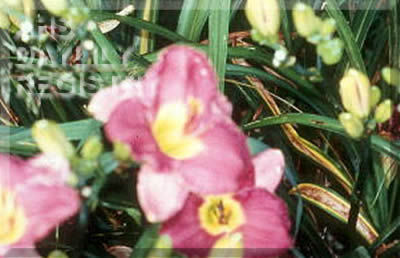 Guardian Spirit AHS image