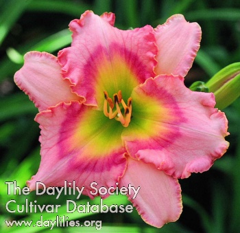 Hearts and Flowers AHS image