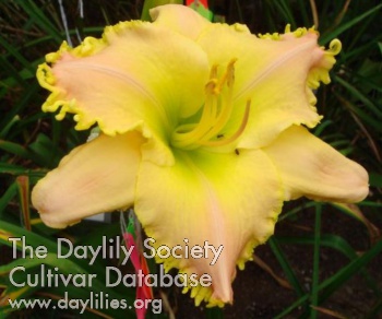 Heavenly Pastel AHS image