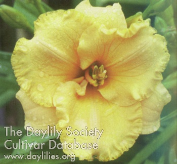 Hibiscus Flavor AHS image