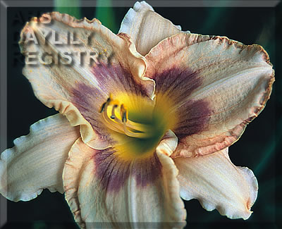 Hiding the Blues AHS image