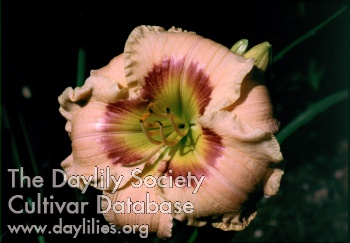 Homespun Daily Delight
