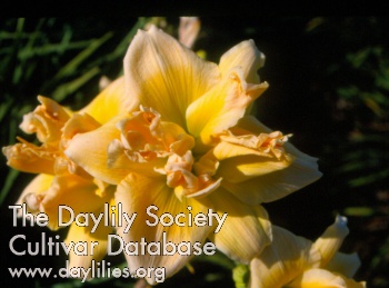 Honeyed Popcorn Delight AHS image