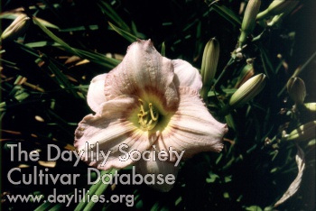 Hoosier Plicata AHS image