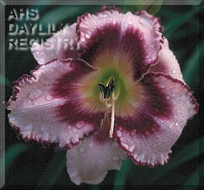 Huckleberry Patch AHS image