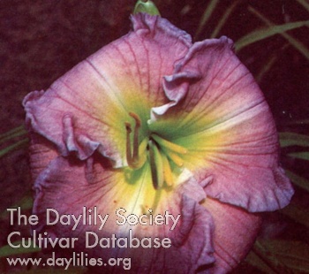 Illustrious Progeny AHS image
