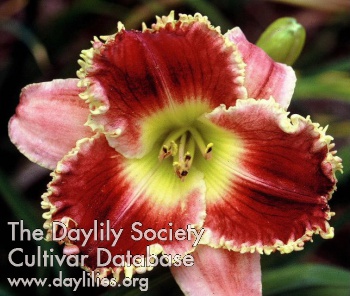 Imperial Gypsy AHS image