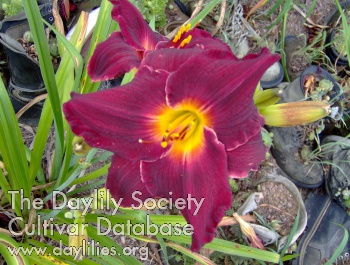 Imperial Passion AHS image